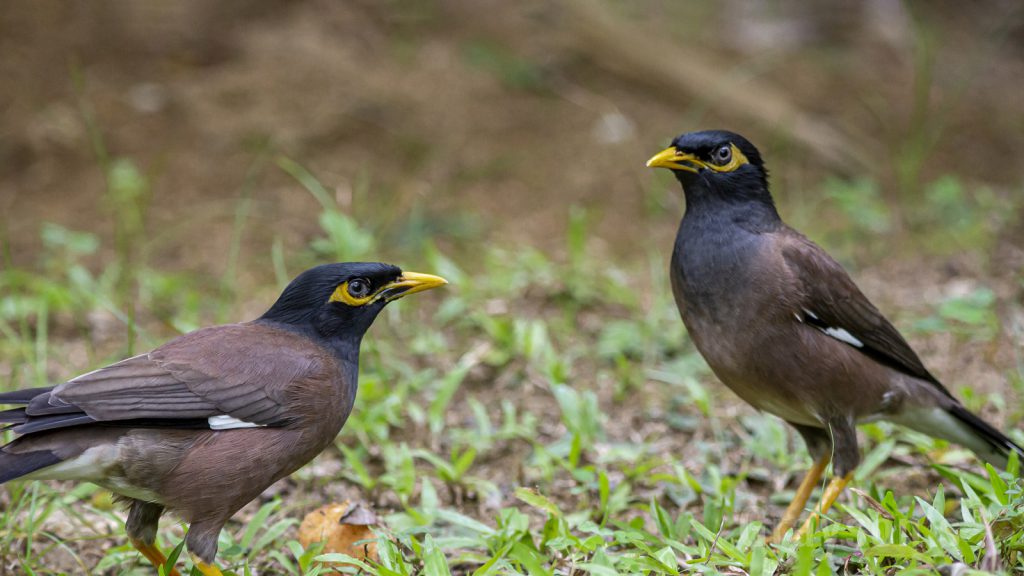 The common myna or Indian myna (Acridotheres tristis)