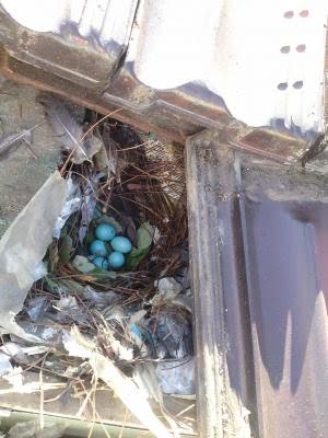 Indian Myna nest in a roof with eggs