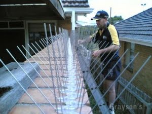 Installing pigeon spikes as a deterrent