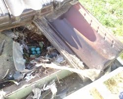Indian Myna nest with 4 eggs