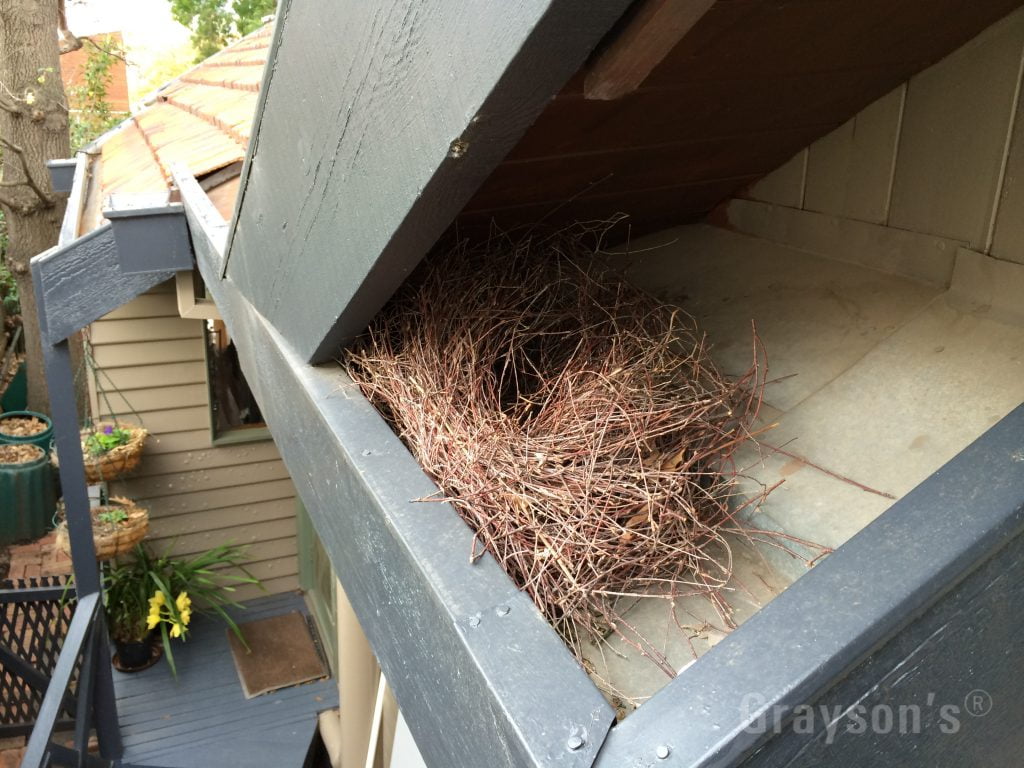 A possum nest in a roof, it's that time of year when this is more likely to happen.