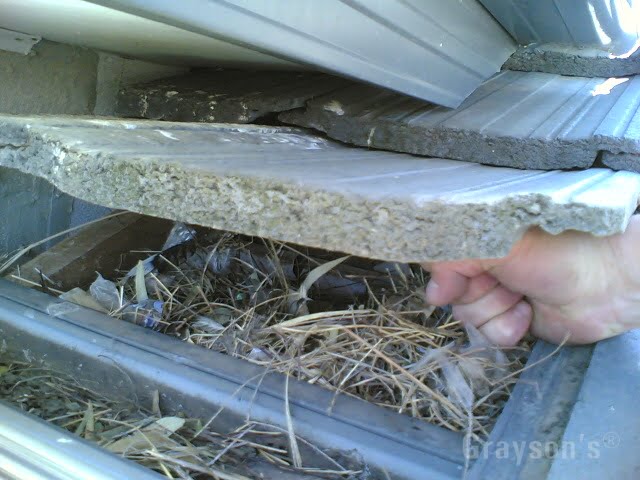 Indian Myna Nest found under the roof tiles of a new home in Melbourne's northern suburbs.