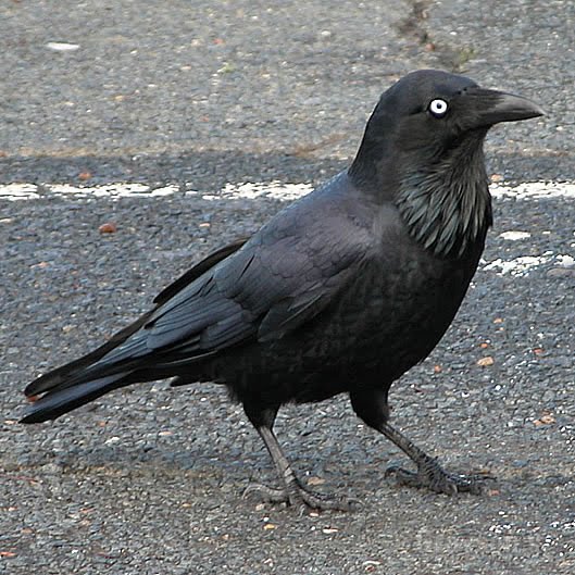 The large Australian Raven, in winter it's diet can be 50% meat.