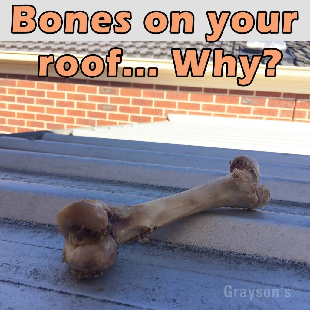 bones in gutters