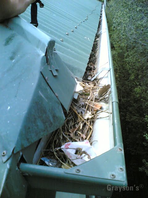 As the birds enter your roof they leave behind a trail of rubbish including feathers, twigs and small pieces of plastic