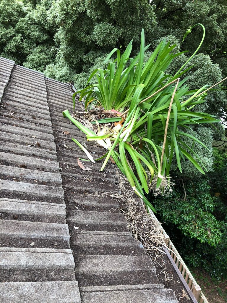 An exotic plant growing from a gutter that hasnt been cleaned