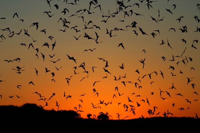 Bats Contribute to Blocked Gutters and Dirty Windows