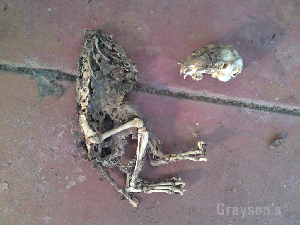 The skeleton of a bat found in a roof gutter in Kew, Melbourne. The skull is to the right, the fangs are clearly visible.