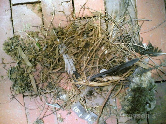 Myna nest rubbish