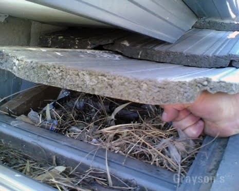 Indian Myna nest in a roof