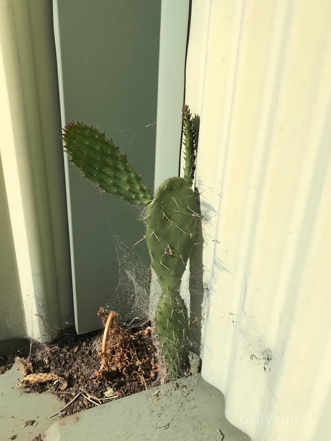 A cactus we found in a gutter