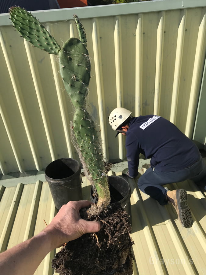 The cactus after being removed from the gutter