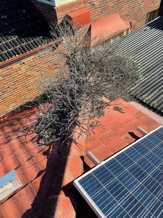 A small tree growing in a gutter