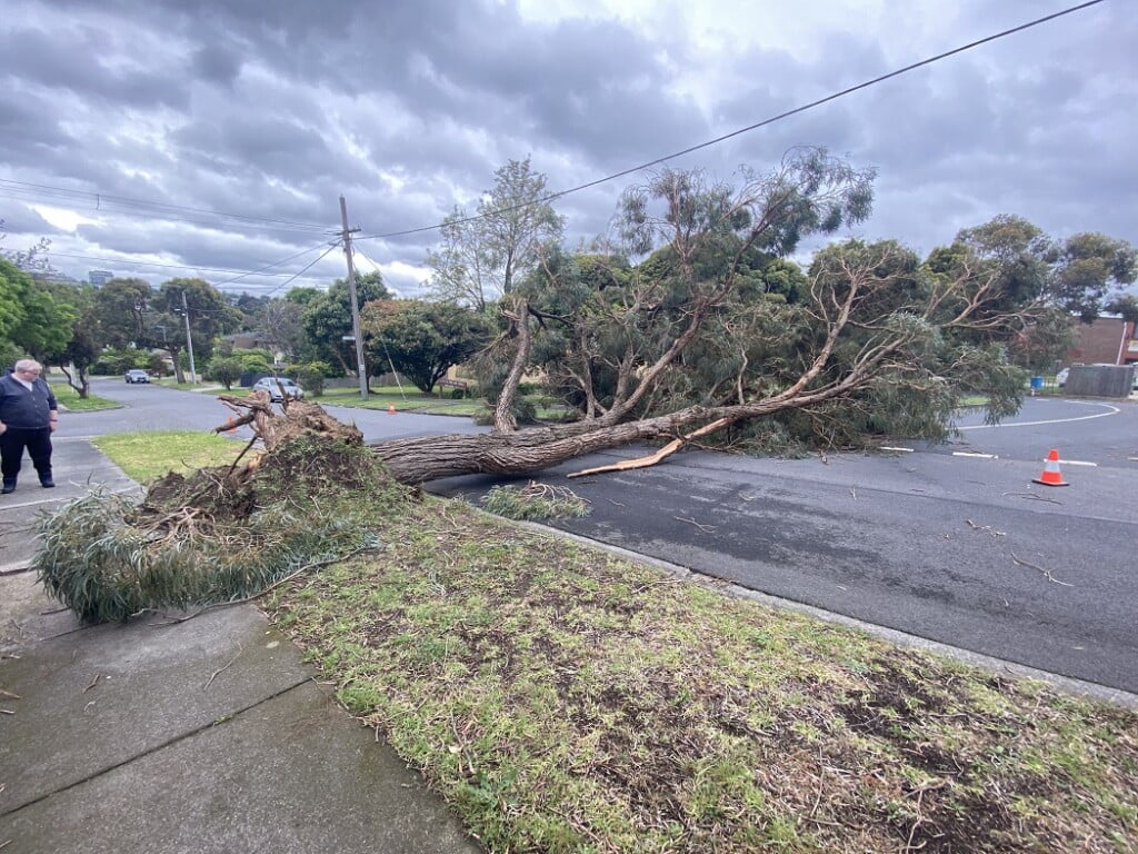 Tree fallen near the corner of Peter Street, Box Hill North