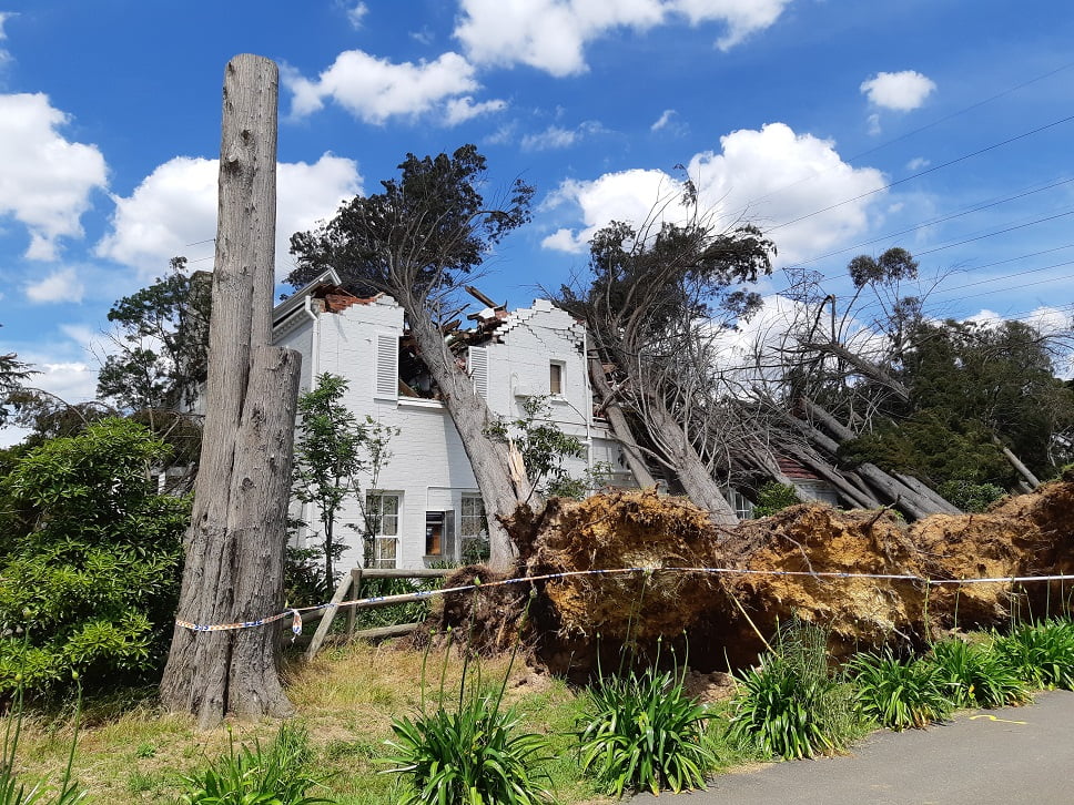 A row of uprooted pine trees fallen onto a house in Melbourne
