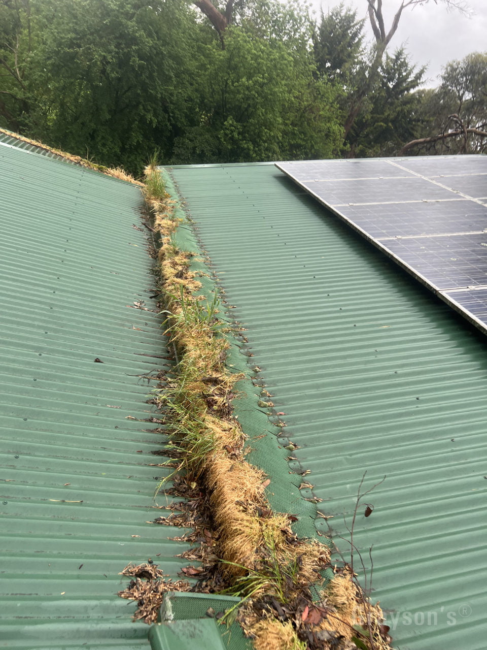 Weeds growing in roof through the gutter guard